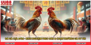 Đá Gà Cựa Đòn - Kinh Nghiệm Theo Sân & Chọn Trường Gà Uy Tín